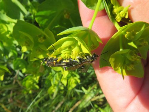 Macrophya montana